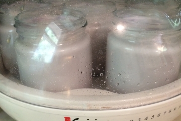 goat milk yogurt with blueberries