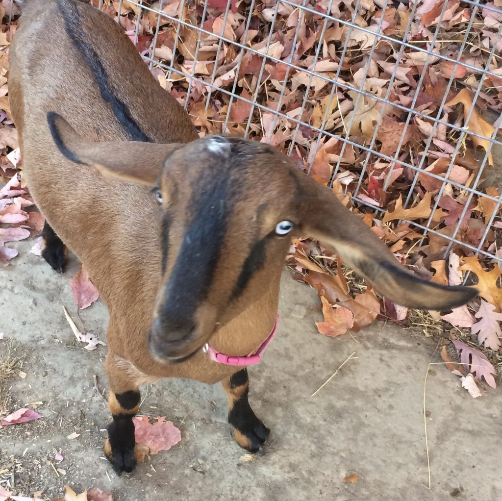 mini nubian goat