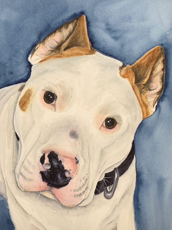 pit bull portrait