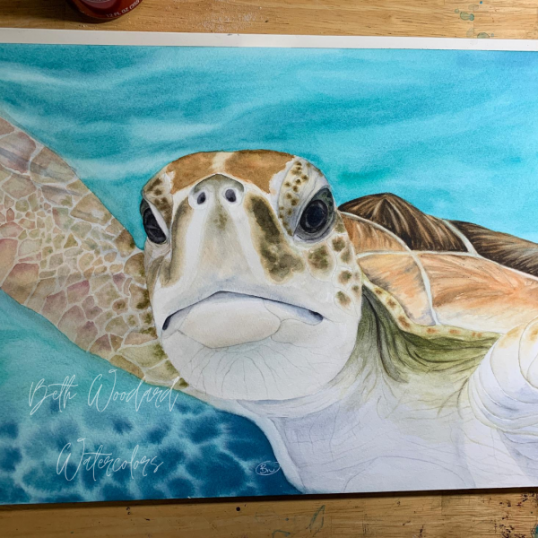 sea turtle up close with logo