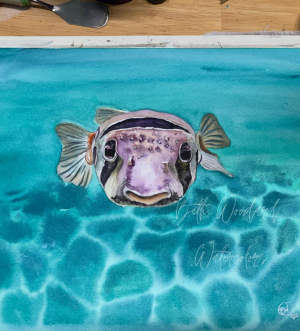 Curious pufferfish