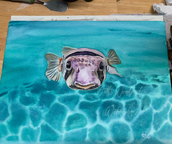 Curious pufferfish