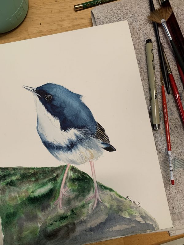 blue and white bird