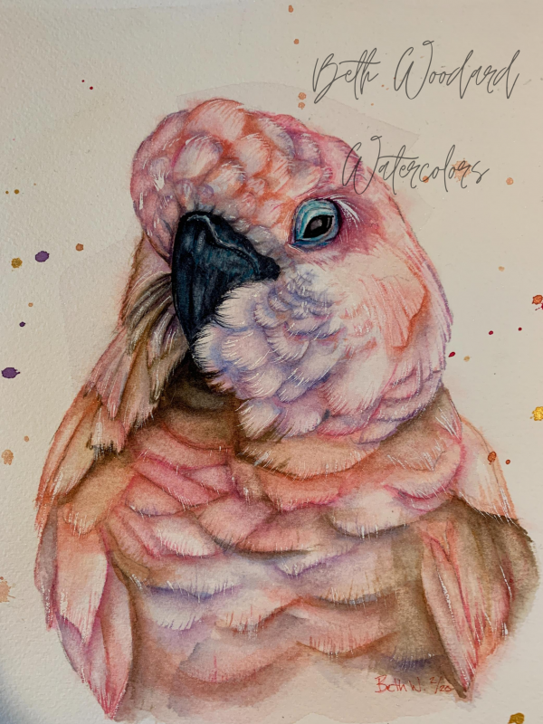 Moluccan Cockatoo Painting
