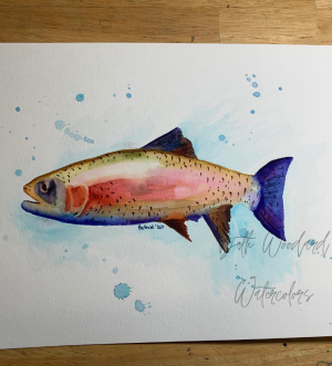 rainbow trout watercolor