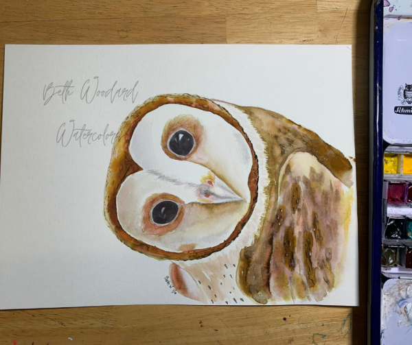 curious owl watercolor