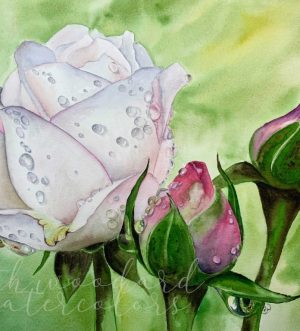 painting of white rose