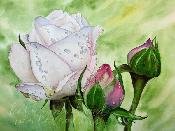 painting of white rose