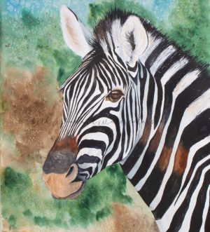 black and white zebra