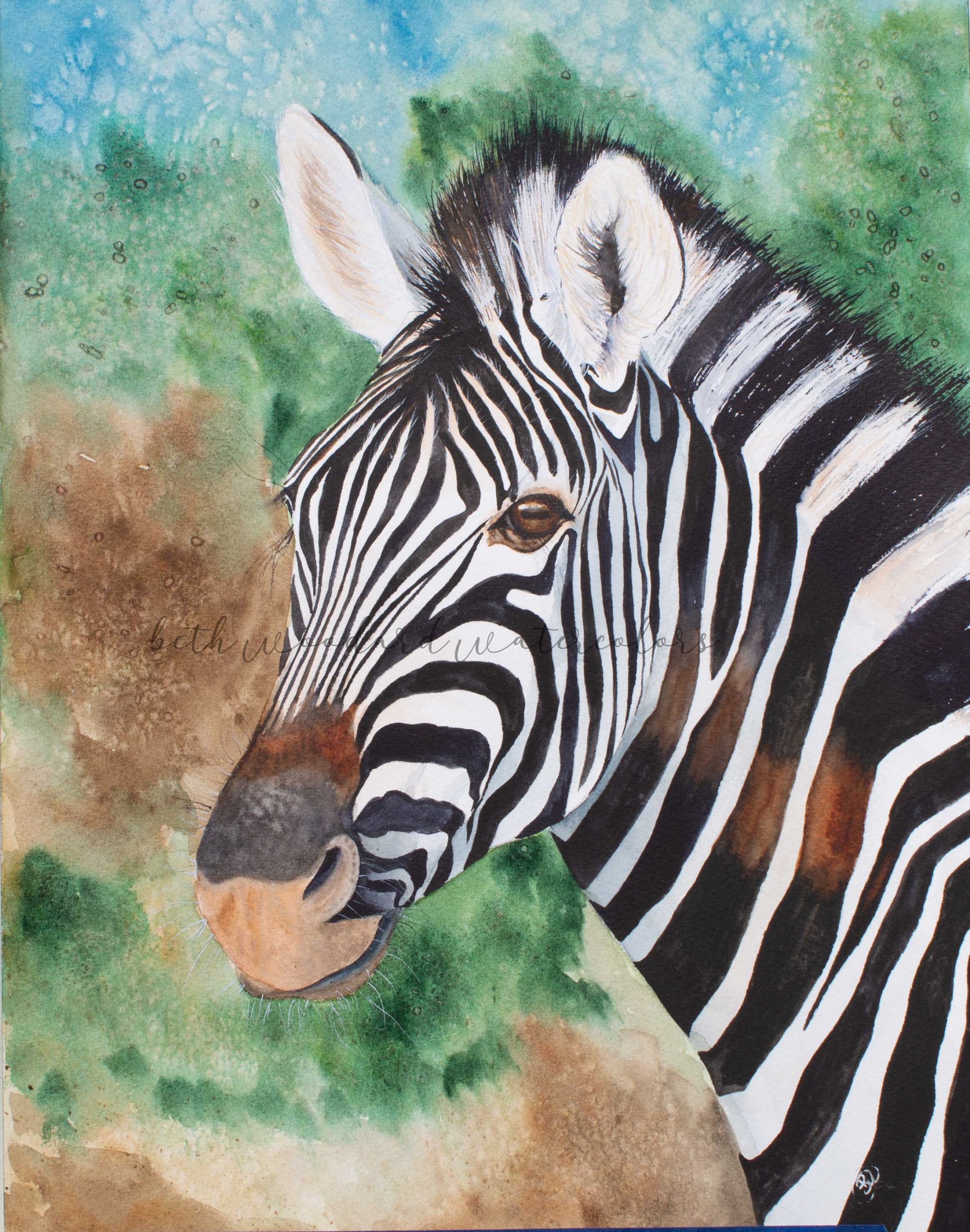 black and white zebra
