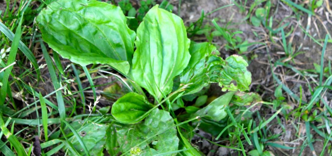 plantain plant in the wild